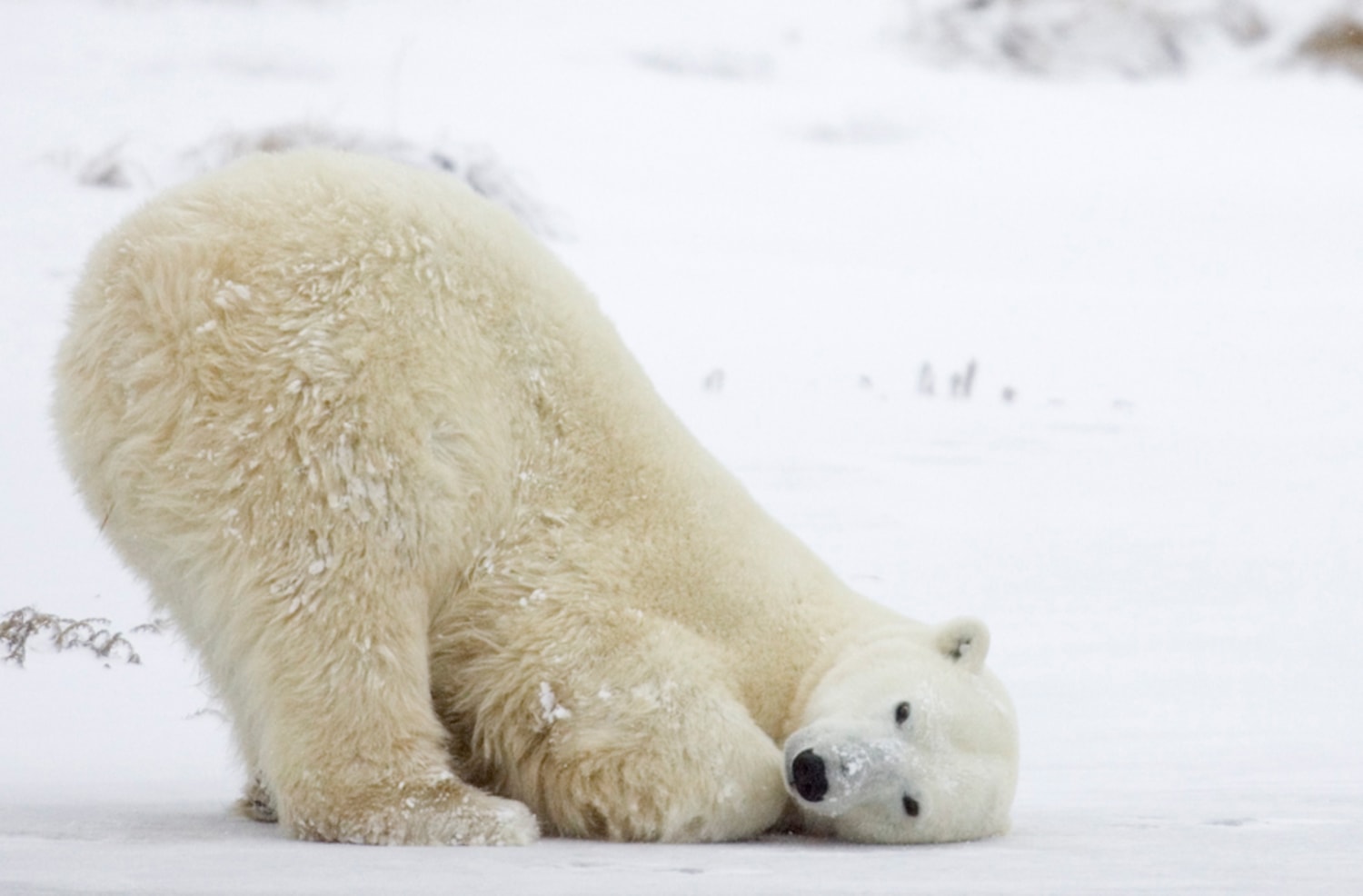 Surviving the Melting Arctic: Polar Bears' Battle Against a Changing World