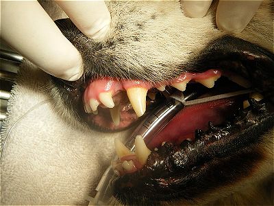 The Cost of Removing a Dog's Tooth: A Guide for Pet Owners