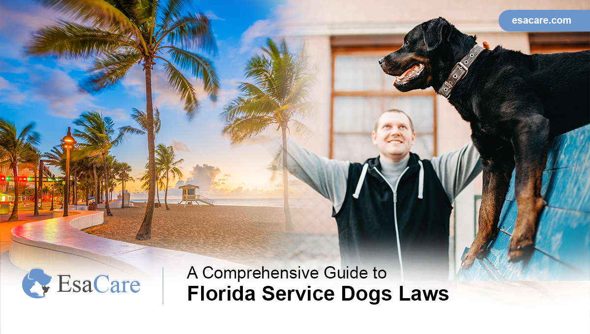 The Complete Process of Obtaining a Service Dog: A Step-by-Step Guide