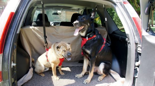 Why Dogs Pant in the Car: Understanding Canine Behavior and Comforting Strategies