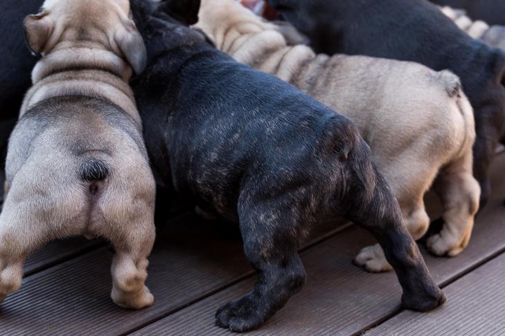 Why Your Canine Friend May Be Engaging in Butt Licking: Unveiling the Reasons Behind It