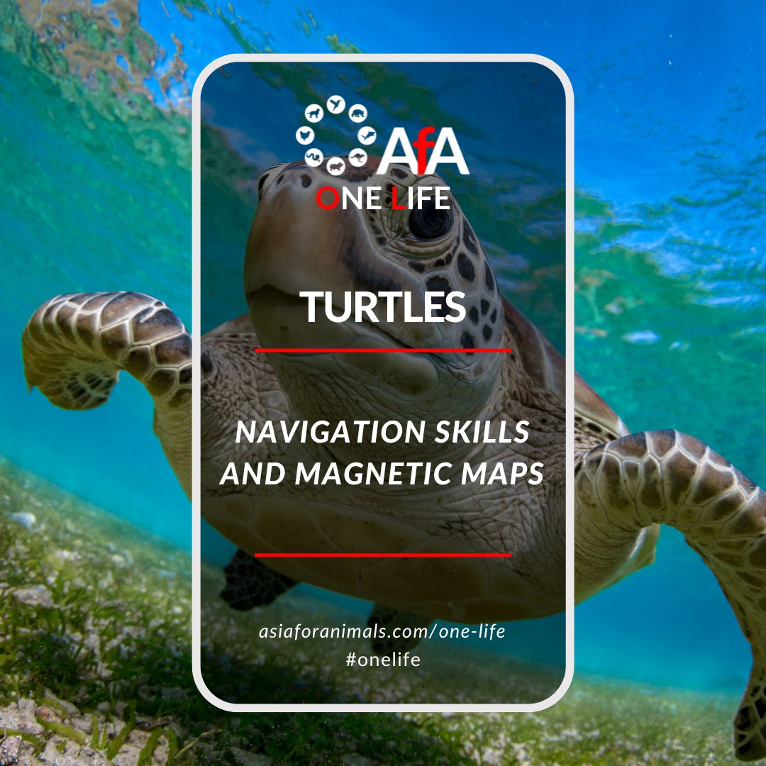 The Amazing Navigational Abilities of Sea Turtles: An Unparalleled Natural Gift