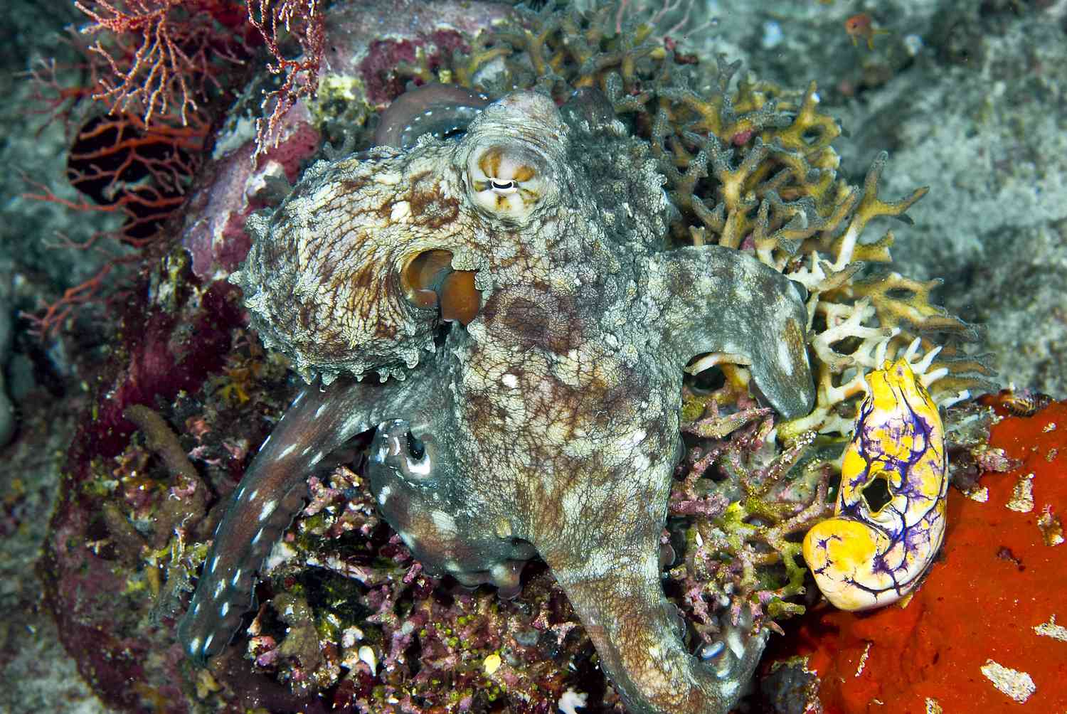 The Astonishing Camouflage Skills of Cuttlefish: Nature's s of Disguise