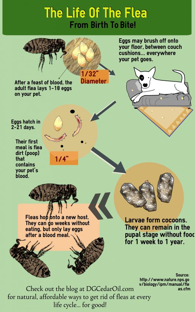 How to Naturally Eliminate Fleas for Good