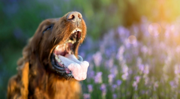 Why Is My Dog Salivating Excessively: Common Causes and Solutions