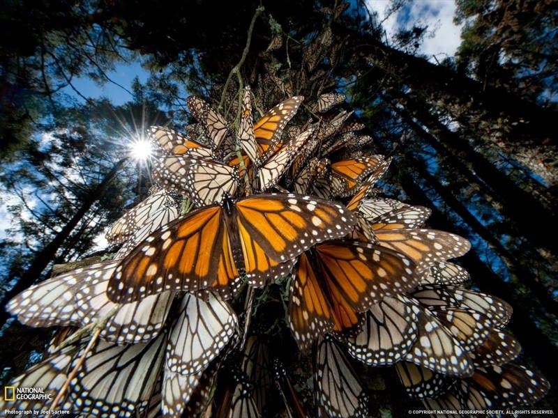 The Marvelous Sojourn of Monarch Butterflies: A Captivating Natural Wonder