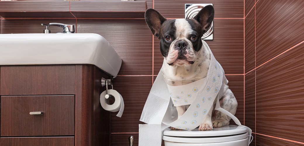 Is It Safe for Dogs to Drink Toilet Water? What Every Pet Owner Should Know