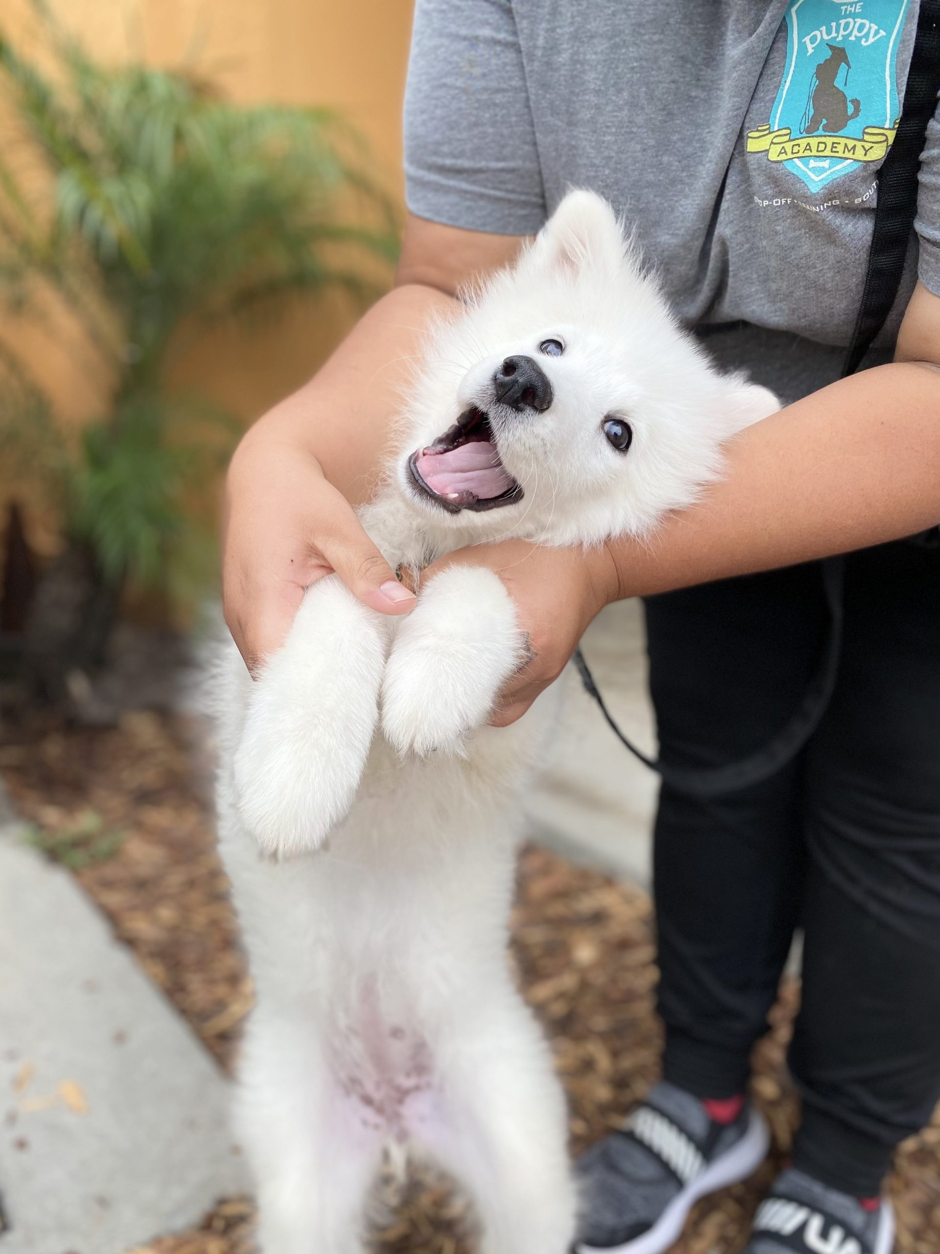 Basic Obedience Training: Guidelines for Dogs and Puppies