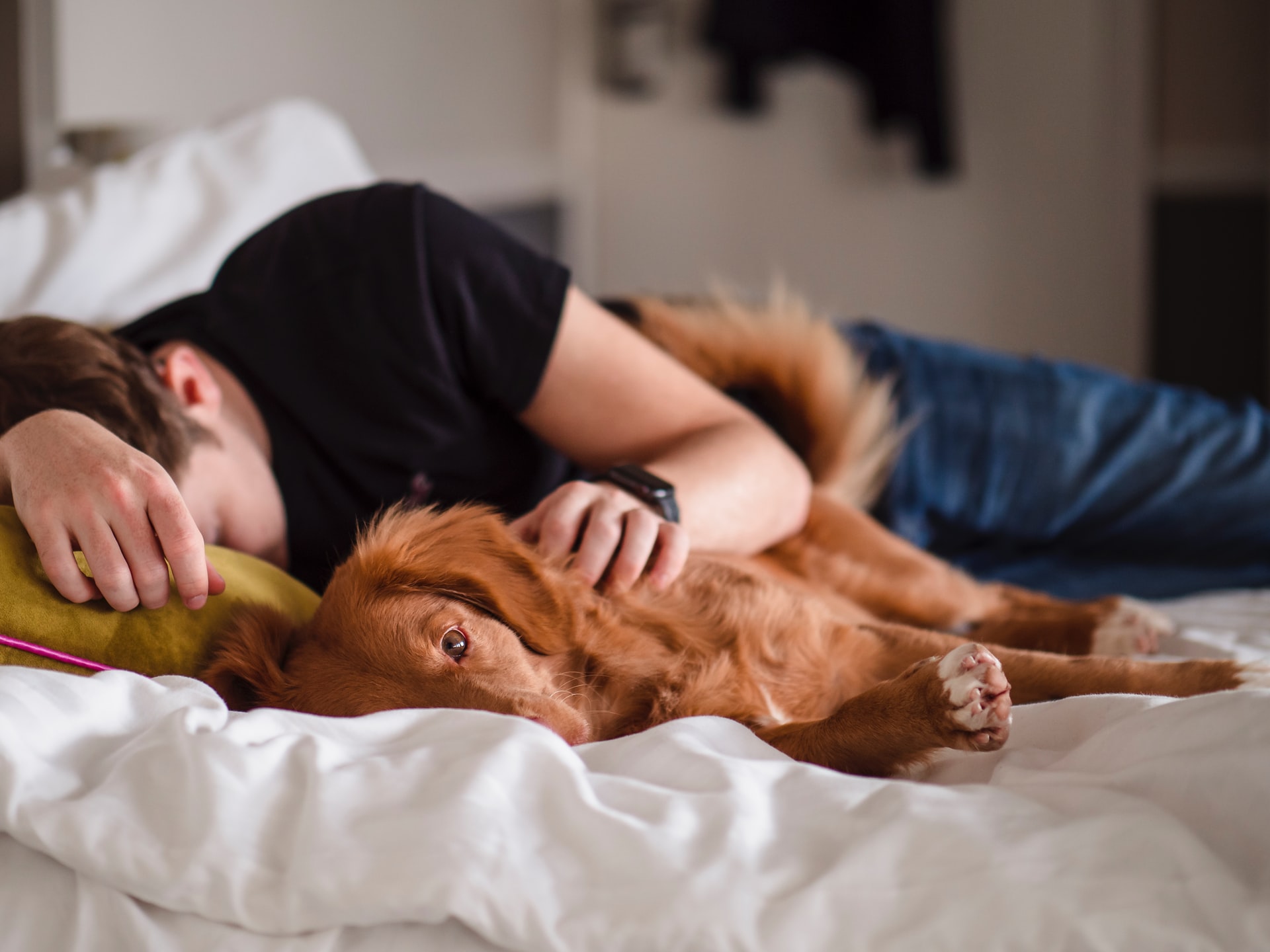 Why Your Furry Friend Prefers to Cuddle Up with You: An Insight into Your Dog's Affectionate Behavior