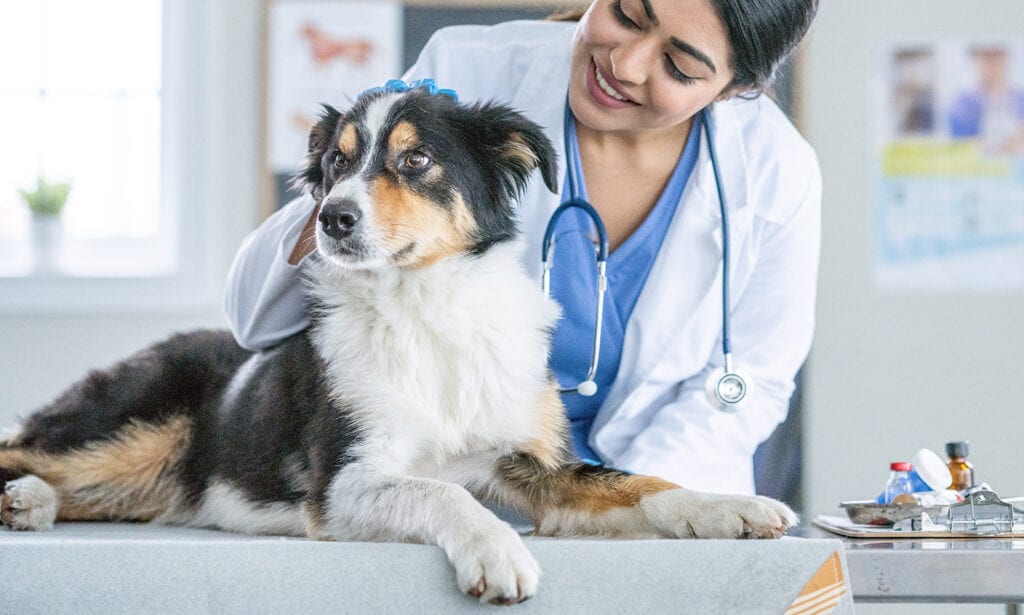 Essential Dog Vaccinations: A Comprehensive Guide for Pet Owners