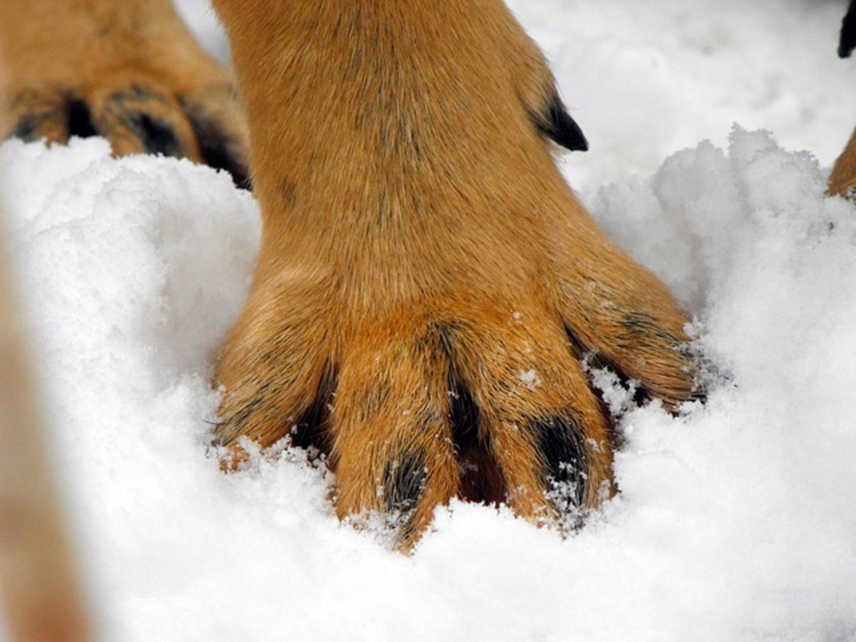 Why Does My Dog Have Webbed Feet: The Possible Reasons and Benefits Explained