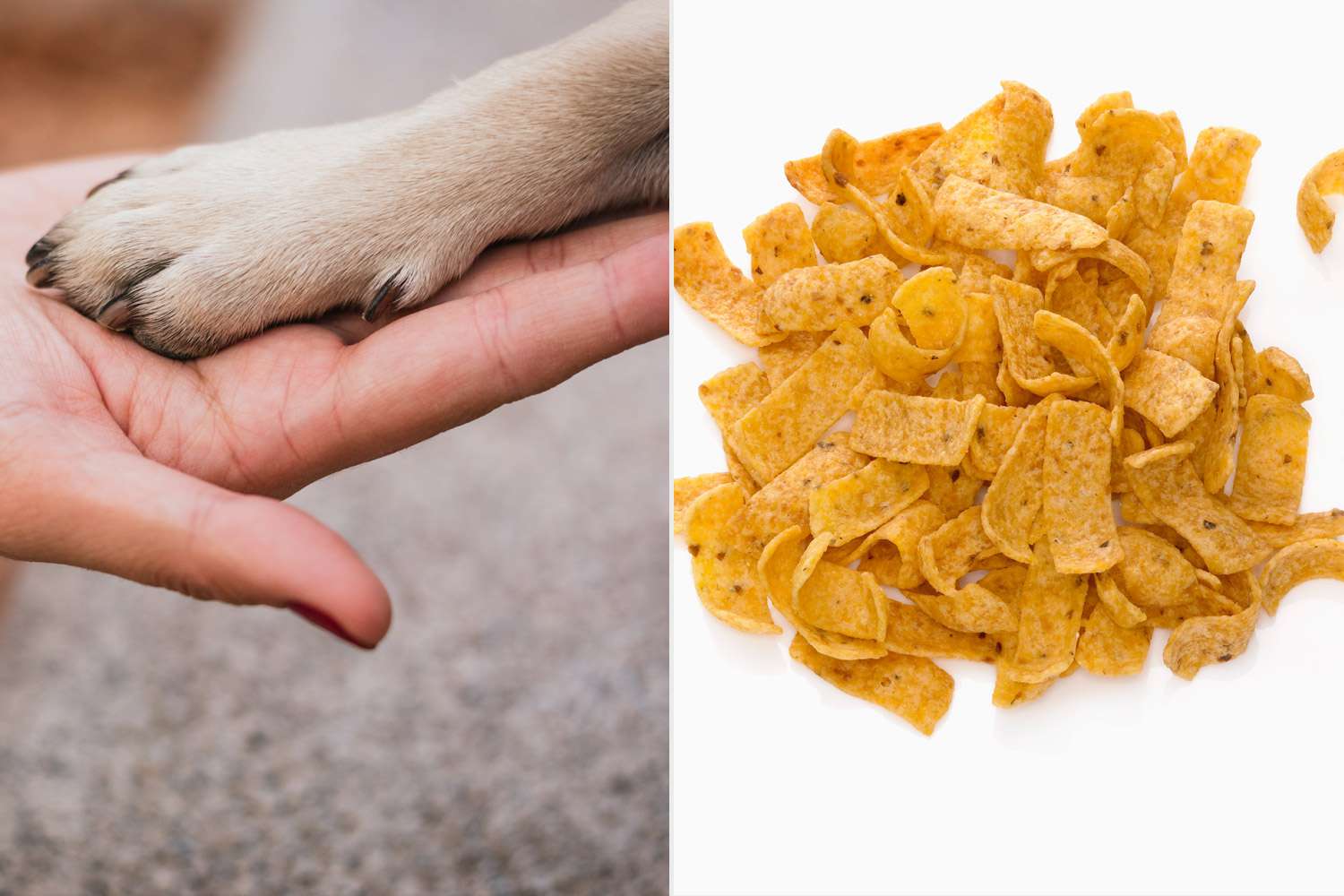 Decoding the Curious Phenomenon: Understanding the Fritos-like Odor in Dogs