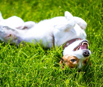 Why Do Dogs Love Rolling in the Grass: A Fascinating Behavior Unveiled