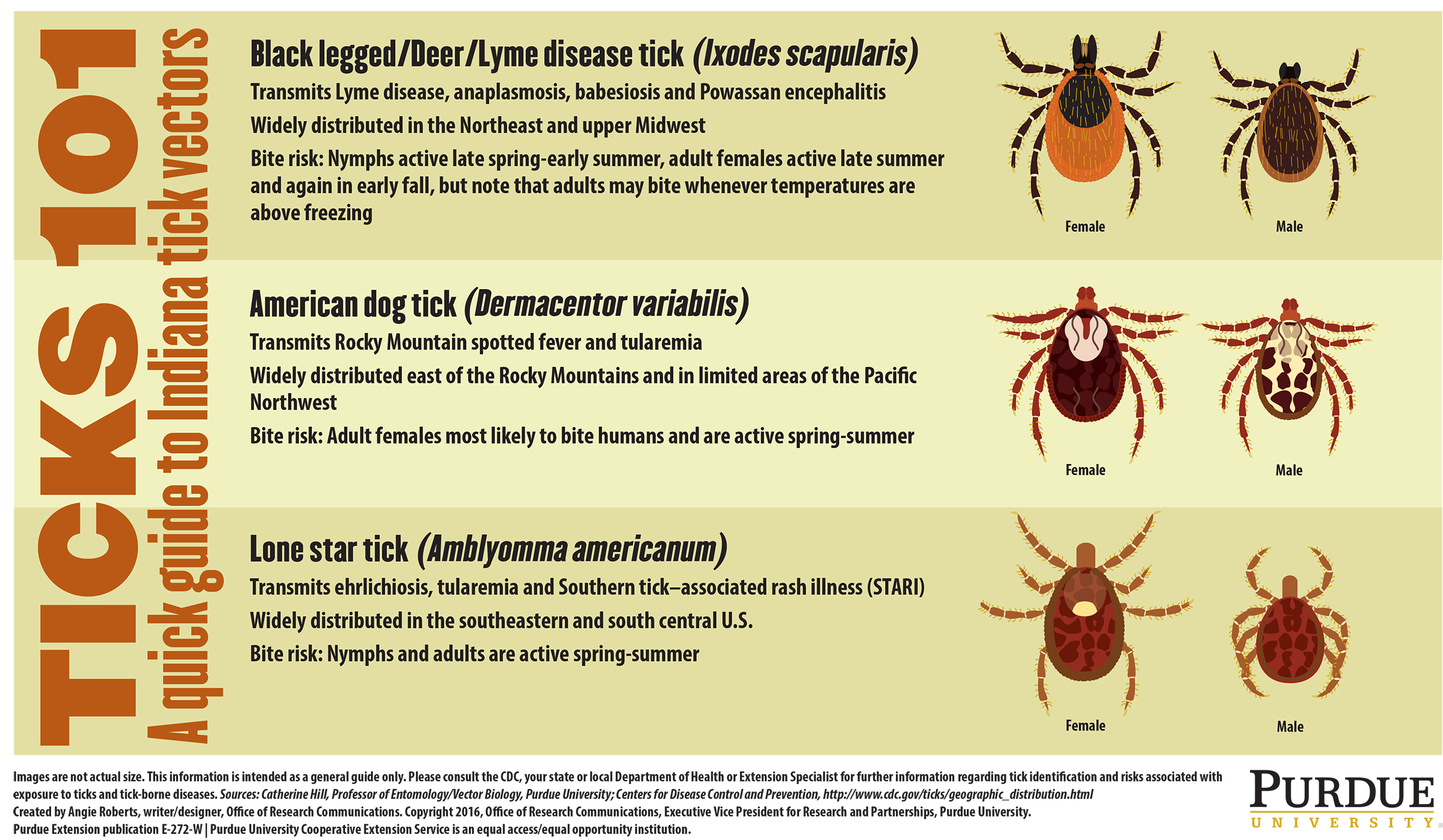 How to Recognize and Treat Fever in Dogs: A Comprehensive Guide