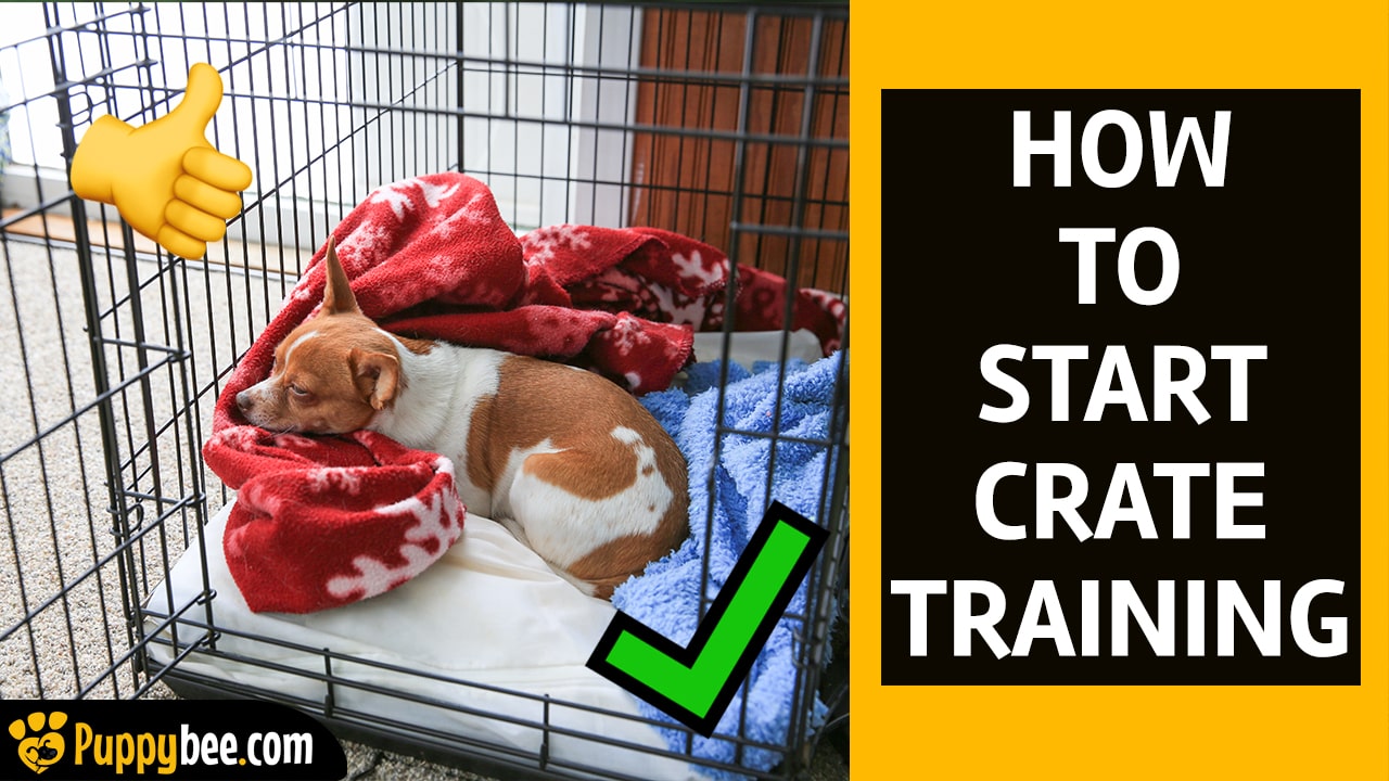 The Step-by-Step Guide to Successfully Crate Training Your Puppy