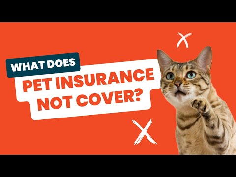 What's not covered by pet insurance: A comprehensive guide for pet owners