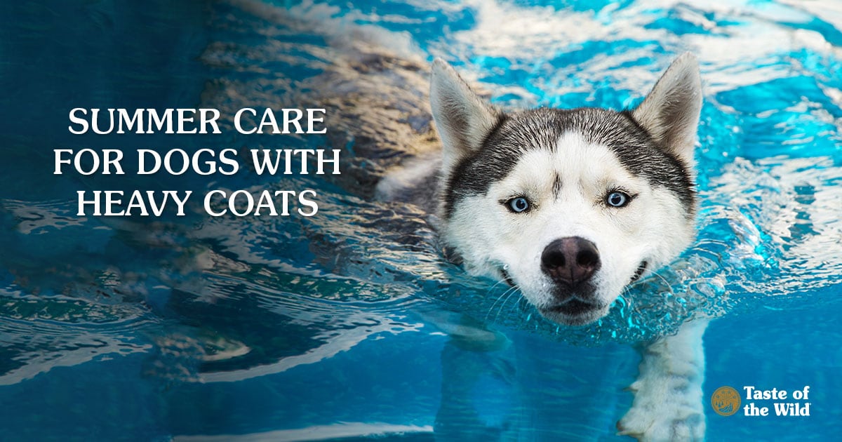 Understanding and Caring for Double Coated Dogs: A Comprehensive Guide