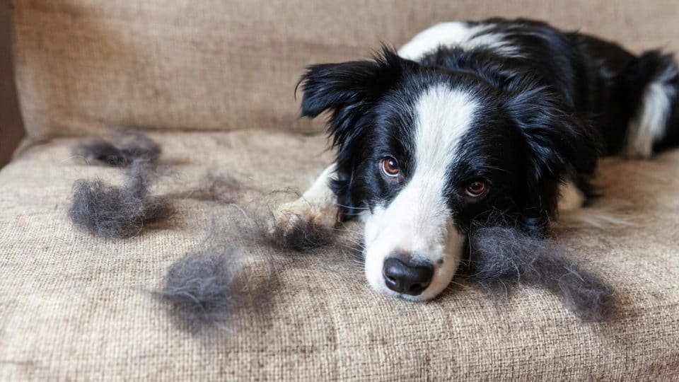 Why Does My Dog Shed So Much? Understanding the Reasons Behind Excessive Shedding