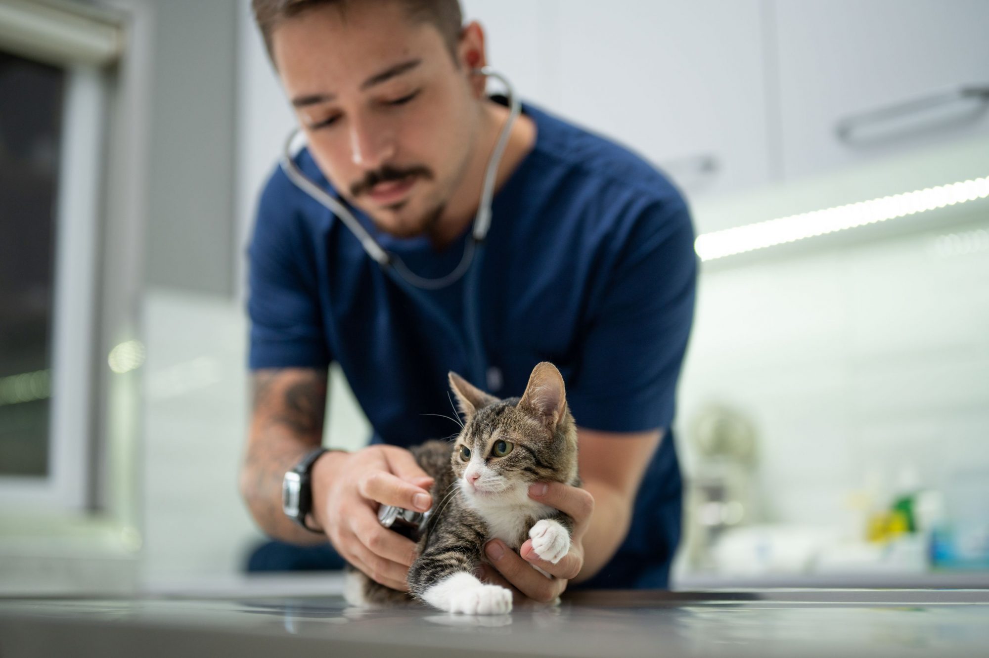 How to Have a Calm and Successful Veterinary Visit with Your Cat