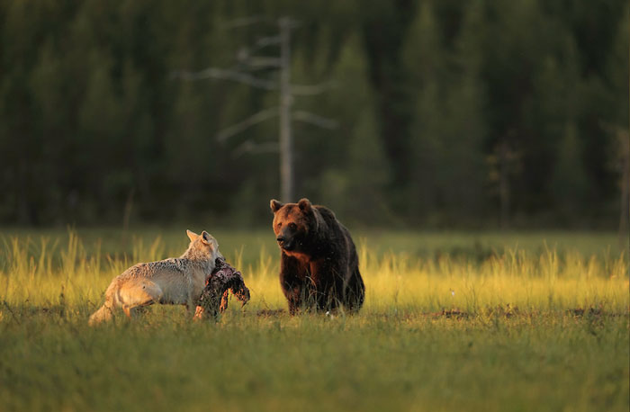 The Unbreakable Bond: The Remarkable Friendship Between a Wolf and a Bear