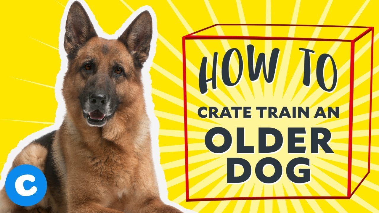 Effective Strategies for Successfully Potty Training an Older Dog