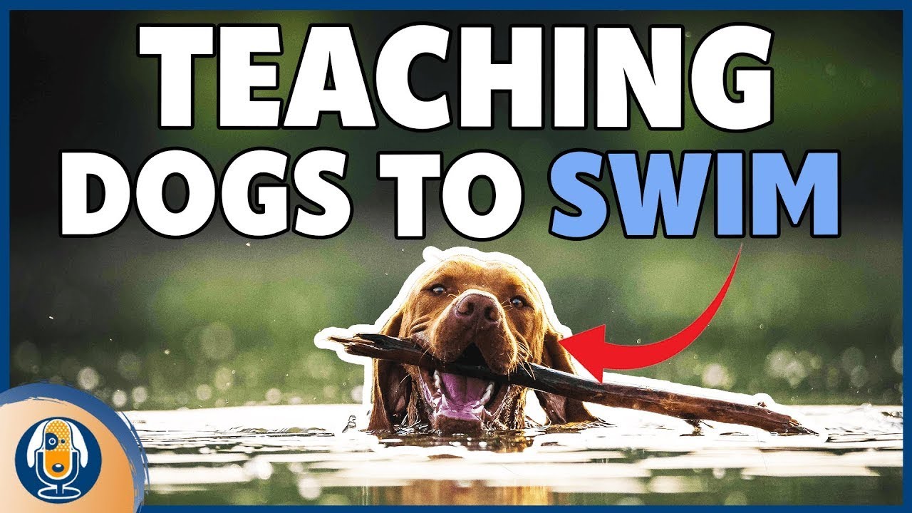 Teaching Your Canine Companion to Swim Safely: Essential Water Safety Tips