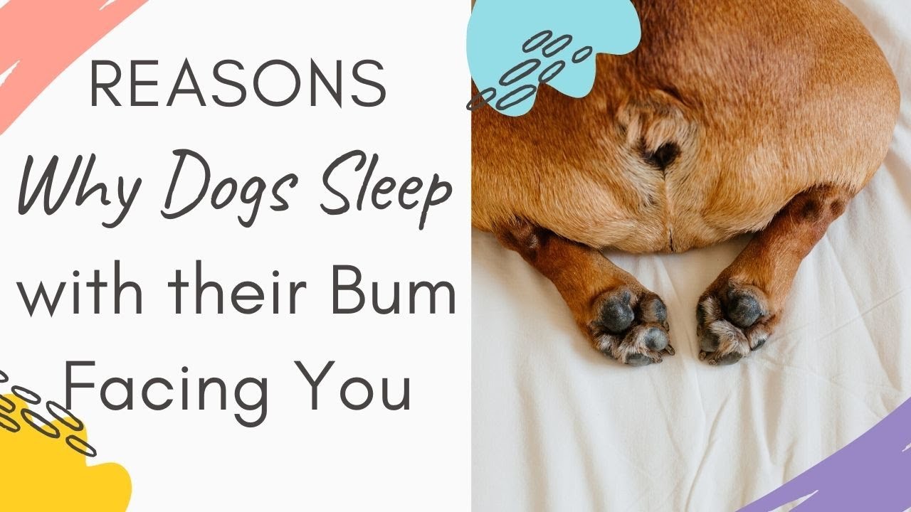 Why Do Dogs Prefer to Sleep with Their Butts Pointed Towards You?