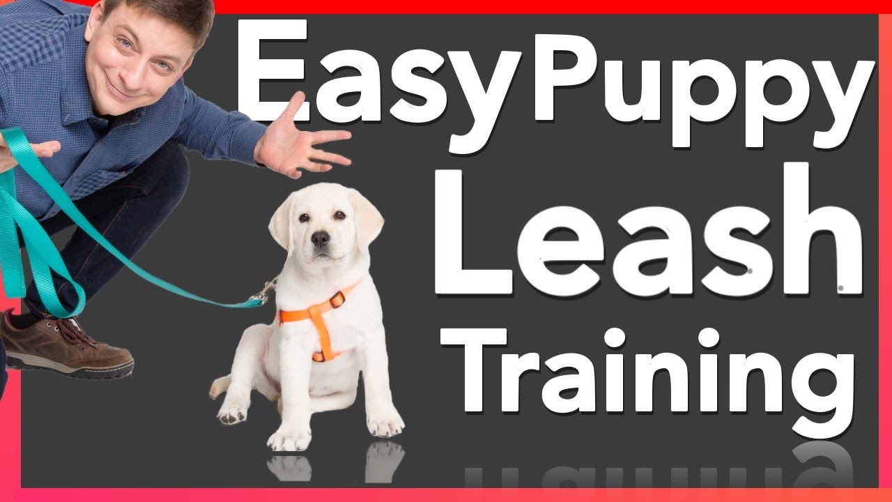 the Art of Leash Training: A Comprehensive Guide to Teaching Your Puppy to Walk with Ease