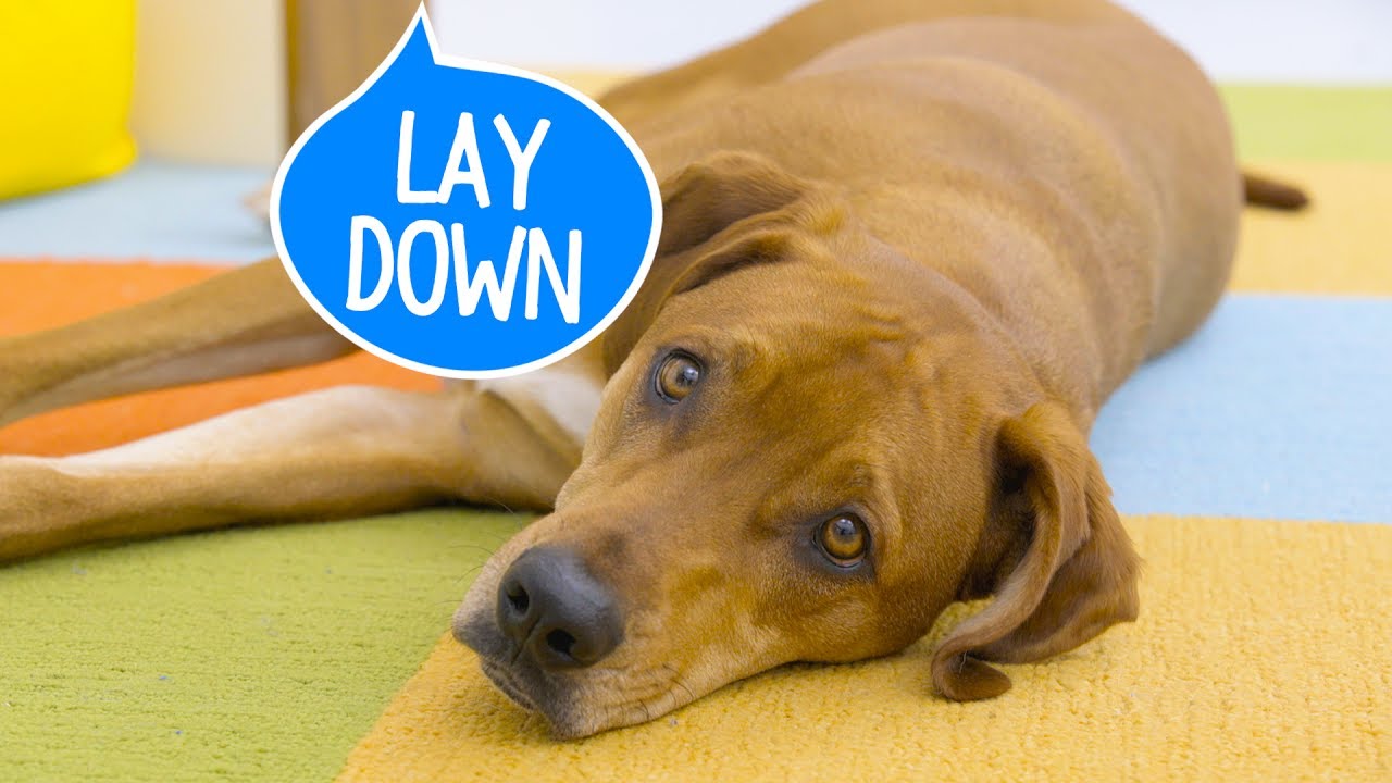 Simple Steps to Train Your Dog to Lie Down: Effective Techniques for Pet Owners