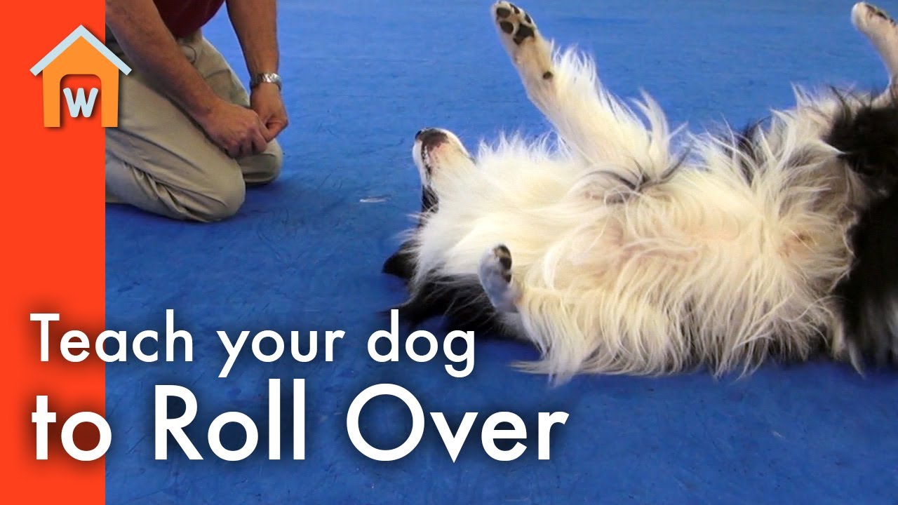 Teaching Your Dog the Roll Over Trick: Step-by-Step Guide