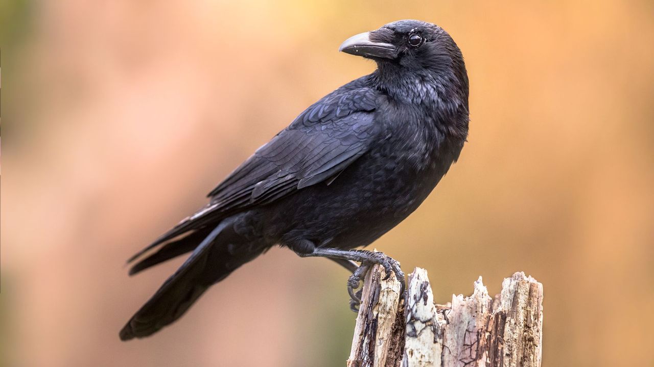 The Ingenious Abilities of Crows: Unveiling Their Astonishing Tool Usage in a Study on Intelligence