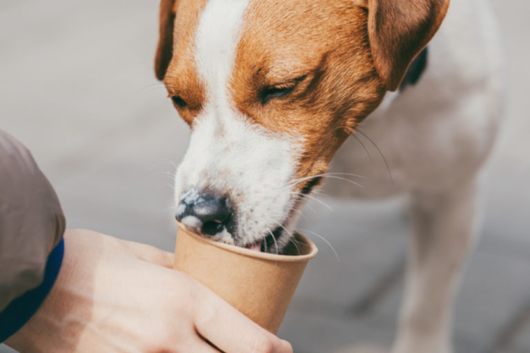 The Companion for Your Pup: A Comprehensive Guide to Delicious Pup Cups