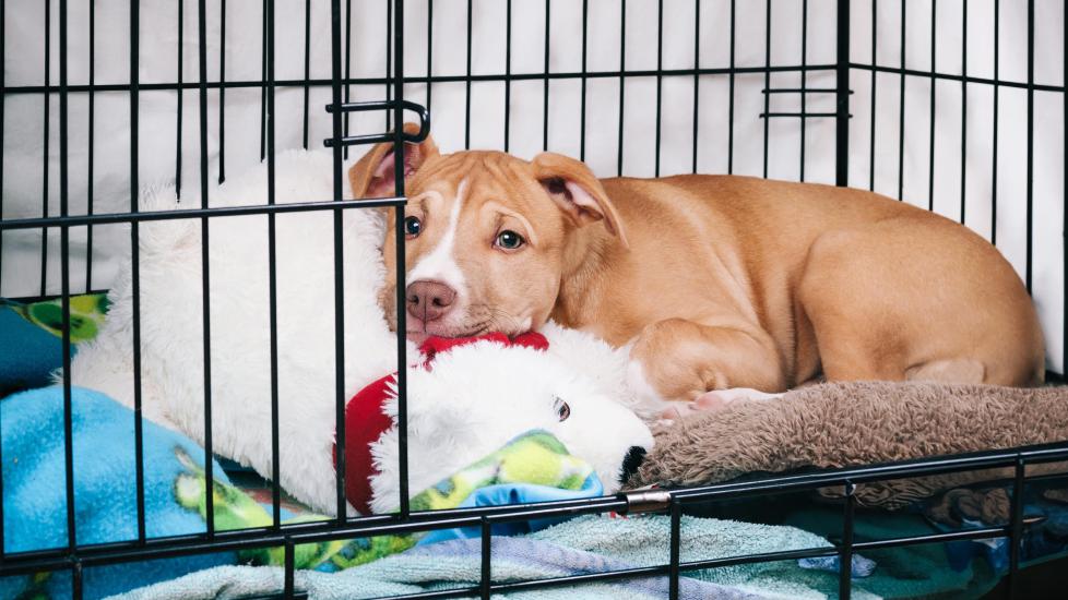 How to Soothe Your Puppy's Crate Whining: Practical Solutions and Tips