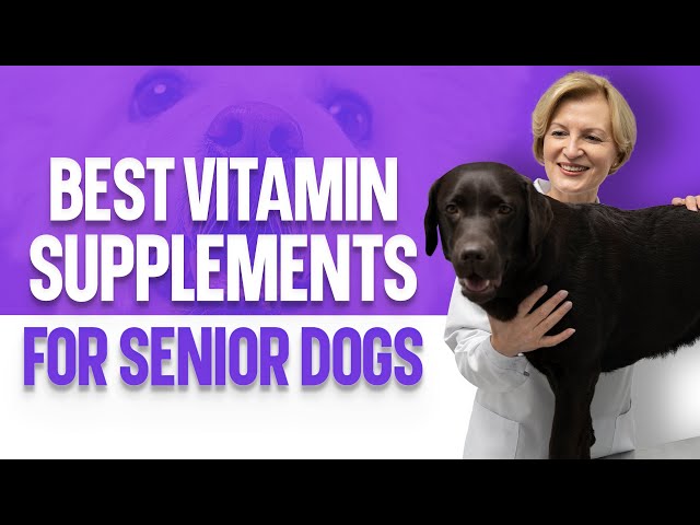 The Top Essential Vitamins and Supplements for Senior Dogs: A Guide to Optimal Health and Well-being