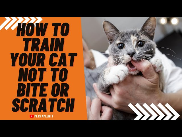 Teaching Good Manners: Practical Steps for Training Your Cat to Stop Biting