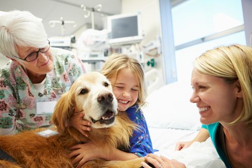 ing the Benefits of Certified Therapy Dogs and Effective Therapy Dog Training