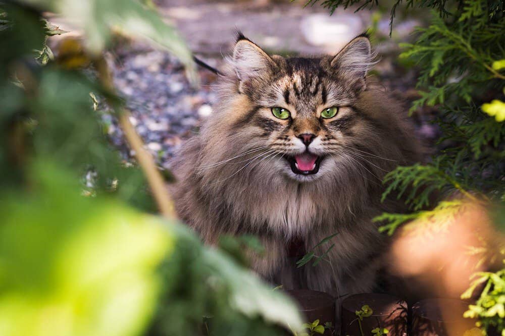 The Fascinating Personality of Siberian Cats: A Comprehensive Guide to Understanding Your Feline Friend