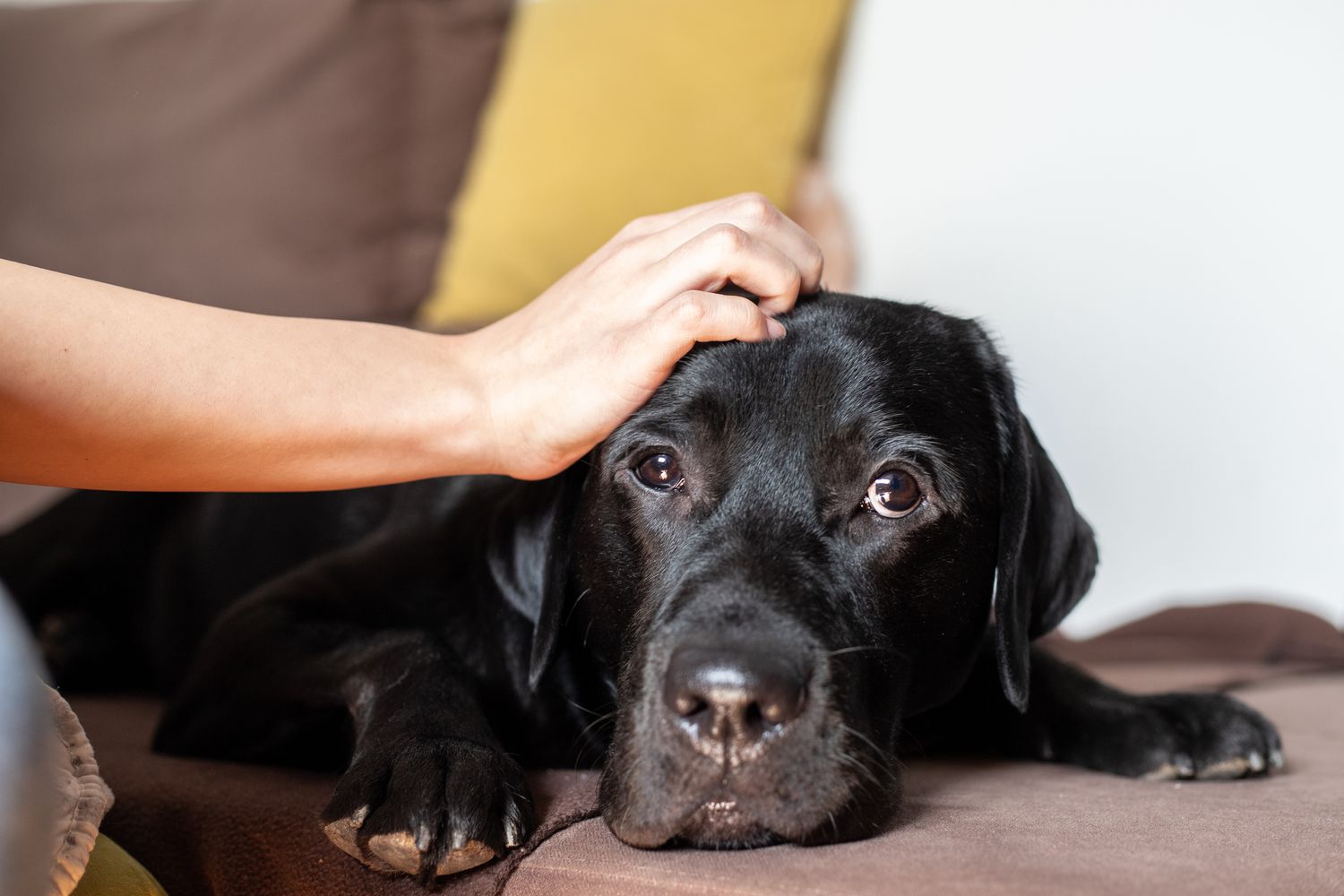 Teaching Your Dog to Fetch: Helpful Techniques and Solutions