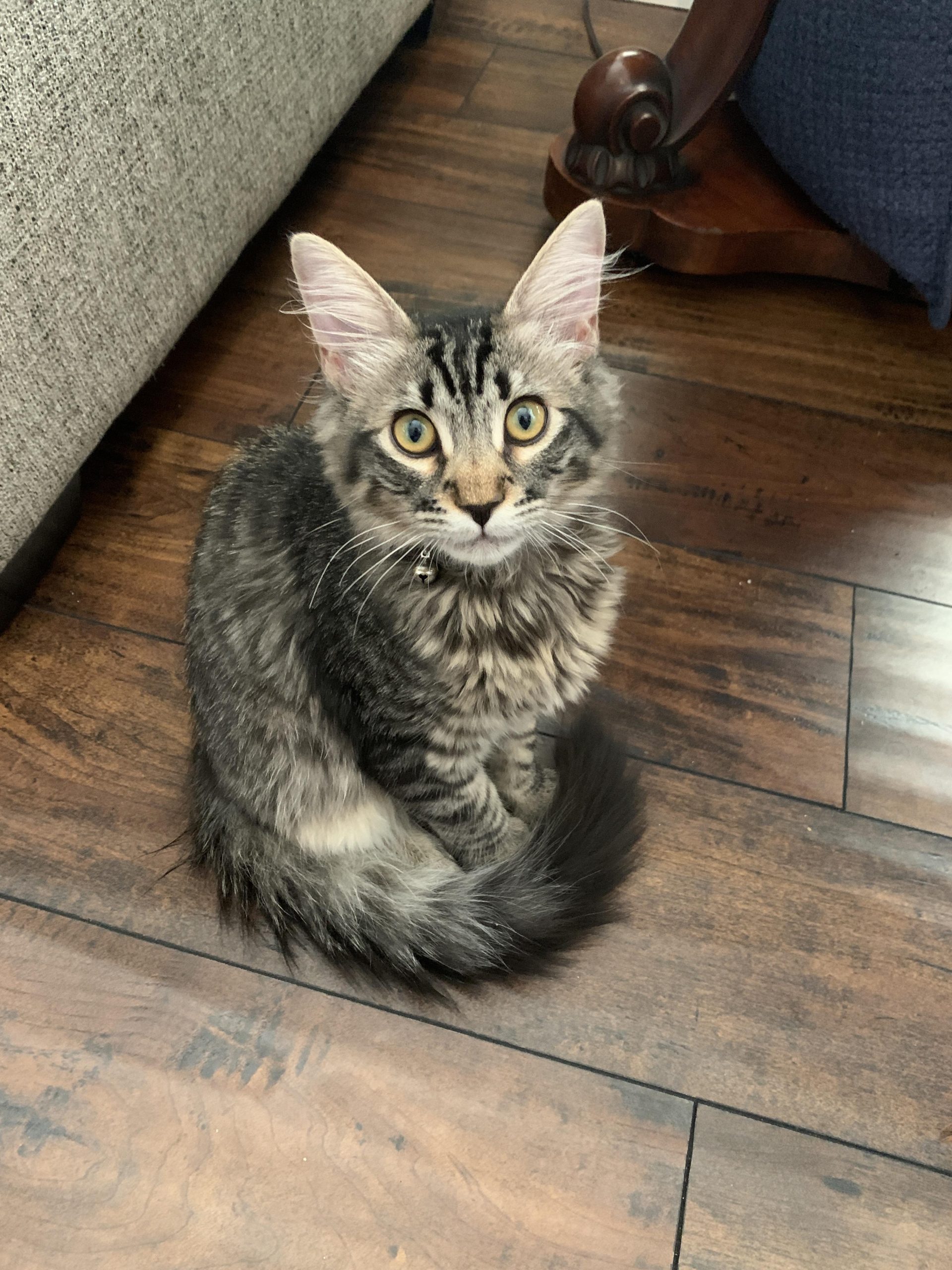 Is the Maine Coon Cat's Personality Truly as Remarkable as People Claim?