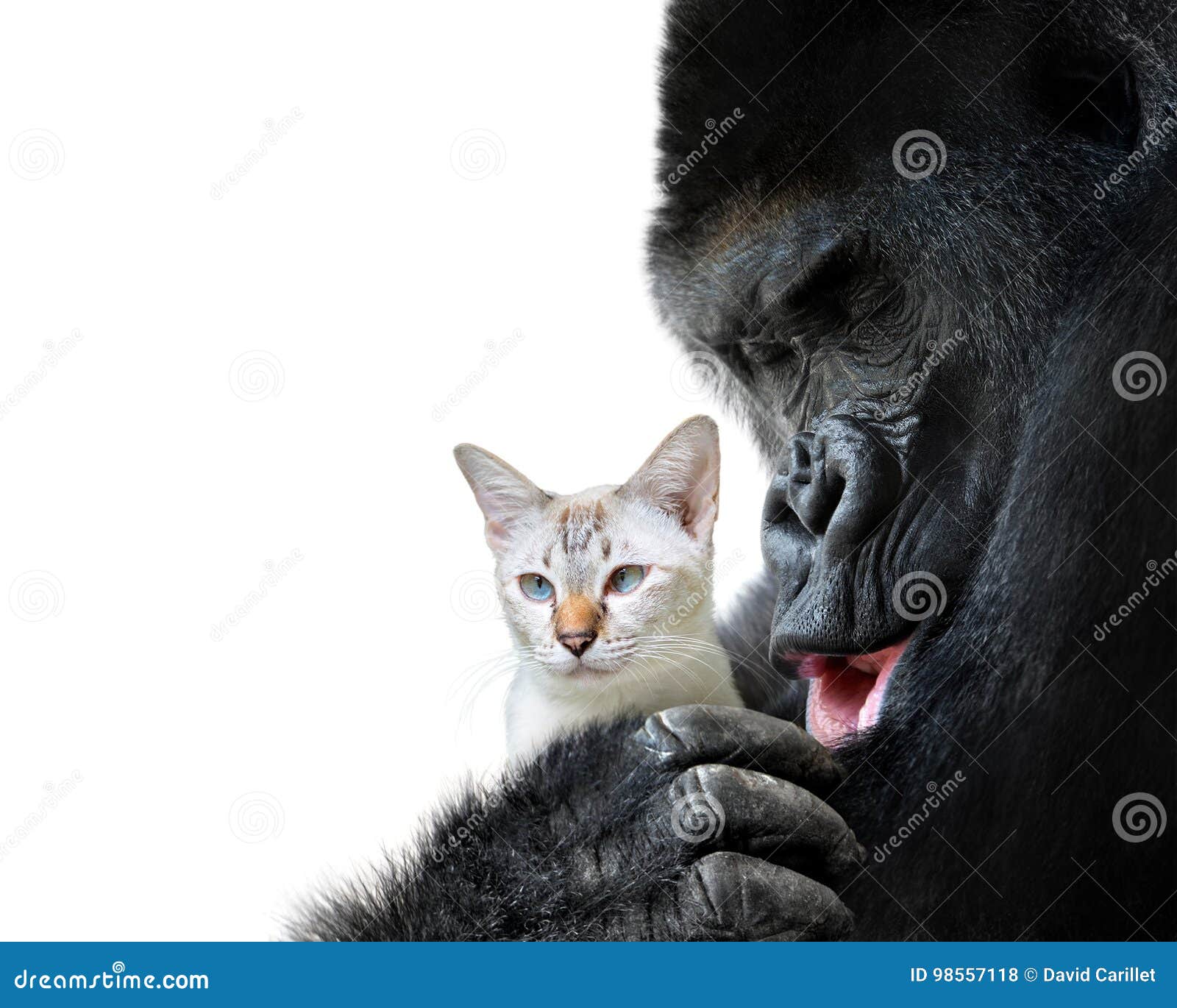 The Surprising Bond: A Heartwarming Friendship Between a Cat and a Gorilla