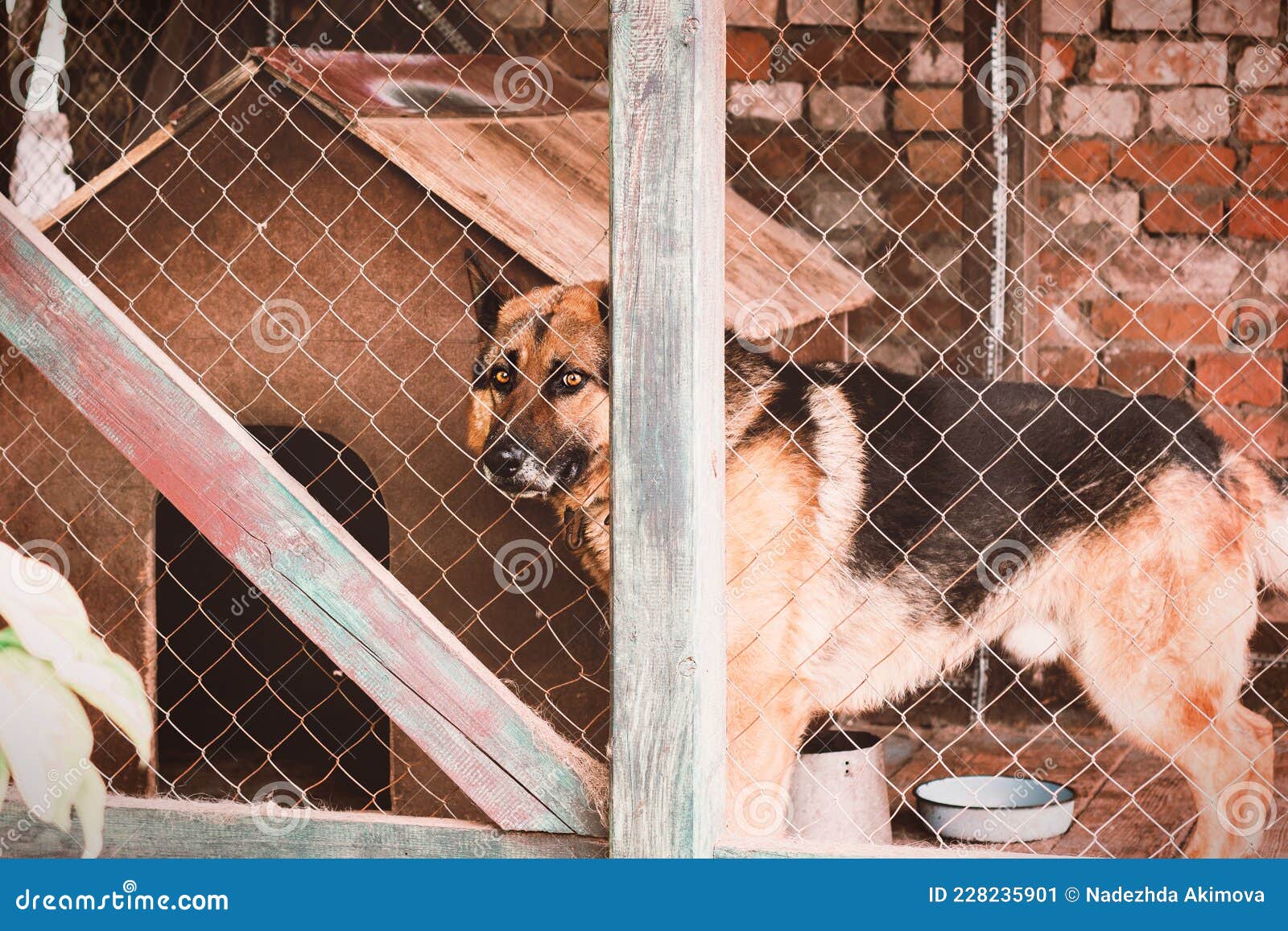 The Unbreakable Bond: Exploring the Loyal Friendship between a Dog and its Shepherd Owner