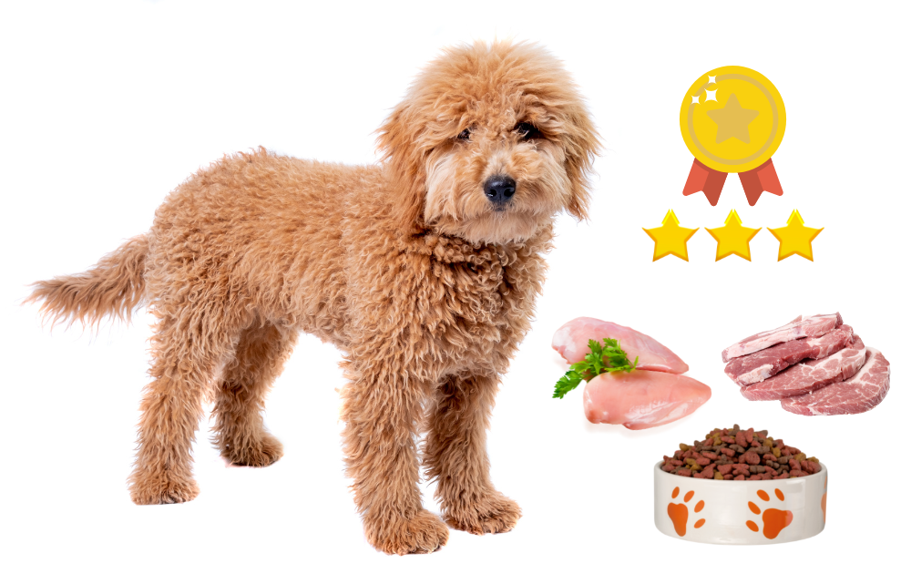 The Top Dog Food Choices for Keeping Your Goldendoodle Happy and Healthy