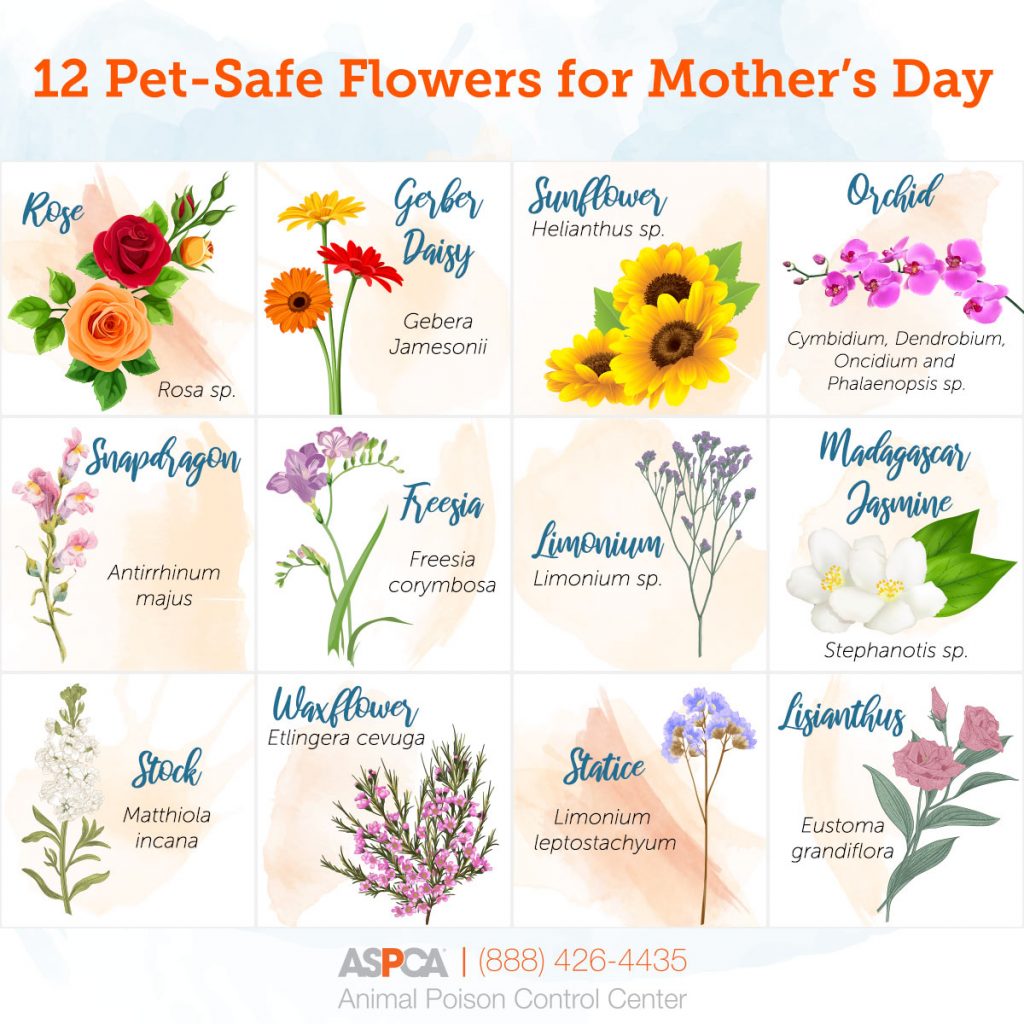 Safe Flowers for Cats: Non-Toxic Plants to Brighten Your Home